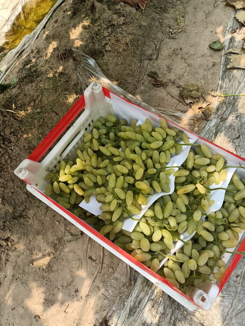金手指葡特别甜糖度达到二十多个
