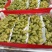 金手指葡特别甜糖度达到二十多个