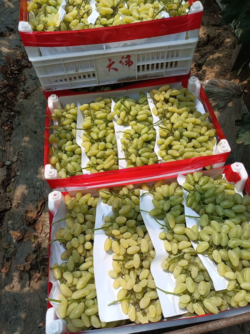 金手指葡特别甜糖度达到二十多个