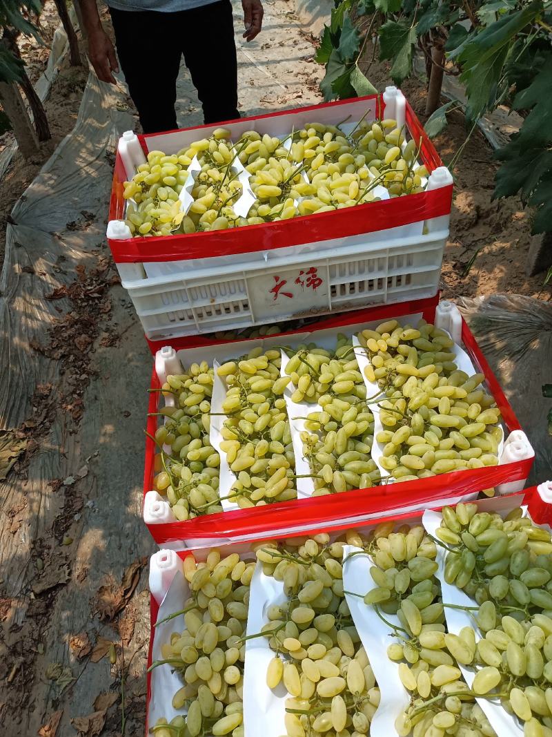 金手指葡特别甜糖度达到二十多个