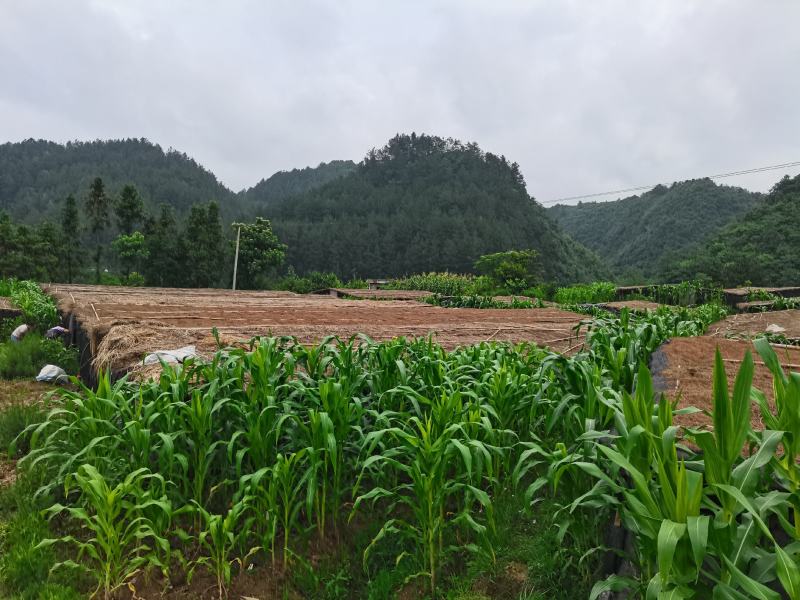 红头竹荪