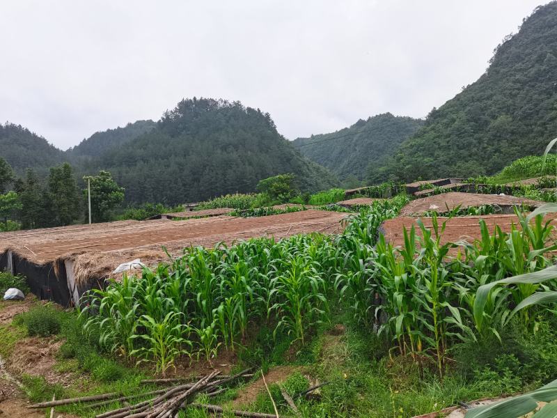 红头竹荪