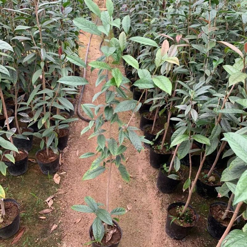 广西防城港金花茶苗金花茶金花茶杯苗金花茶大苗