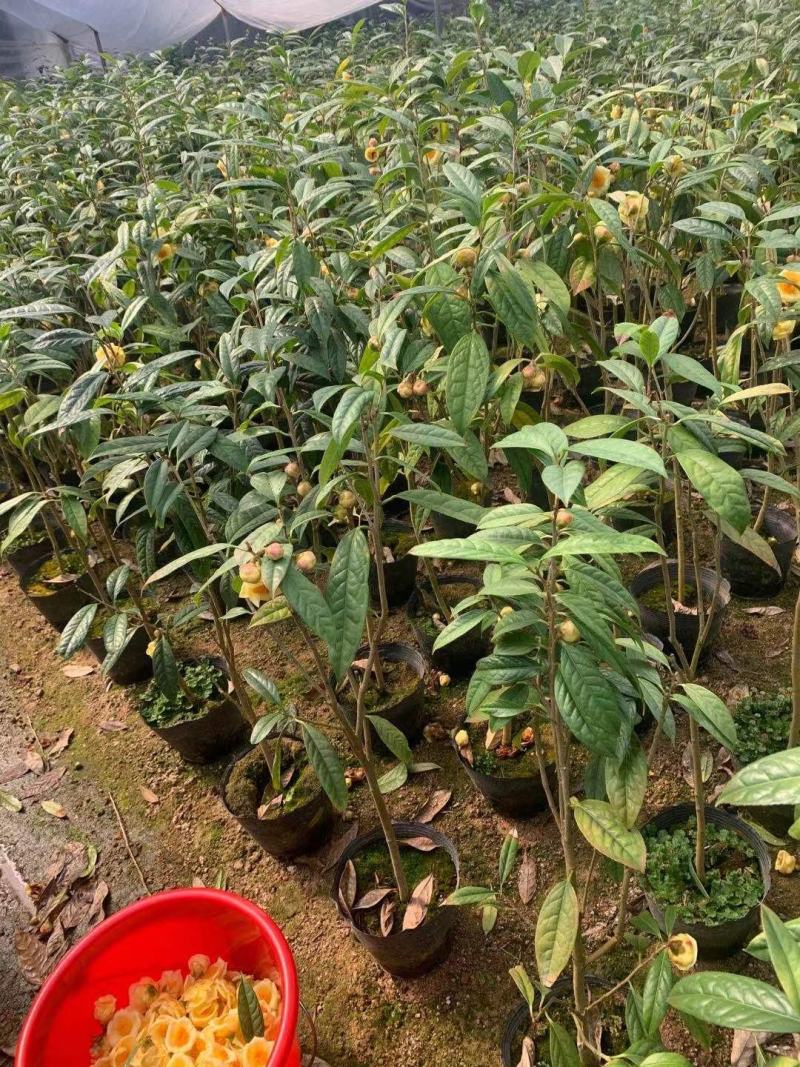 广西防城港金花茶苗金花茶金花茶杯苗金花茶大苗