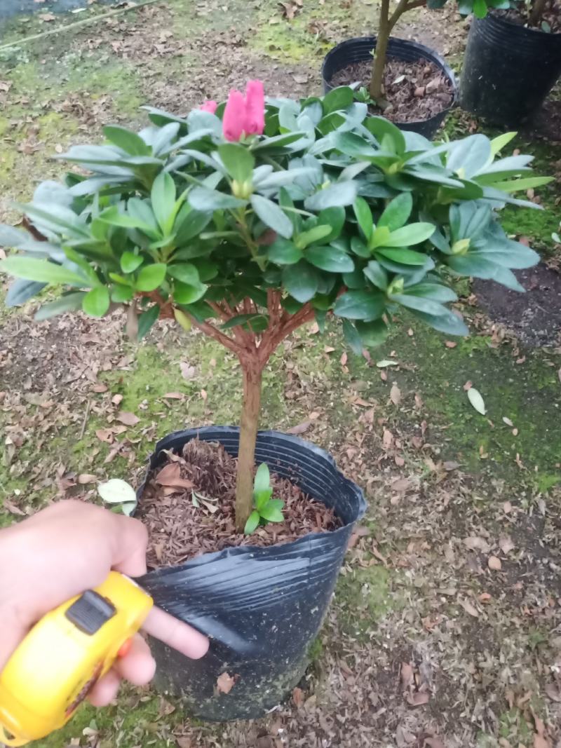梅红杜鹃190杯盆A货盆绿植盆景花卉四季开花室内基地直销