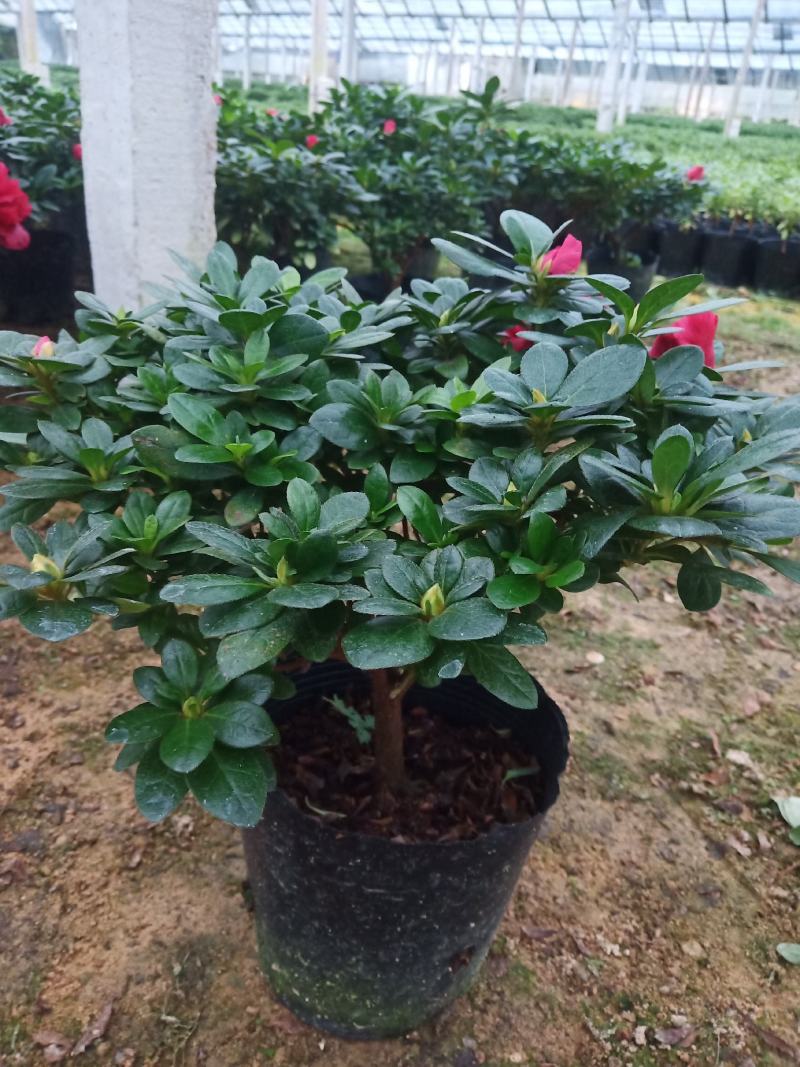 梅红杜鹃190杯盆A货盆绿植盆景花卉四季开花室内基地直销