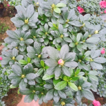 梅红杜鹃190杯盆A货盆绿植盆景花卉四季开花室内基地直销