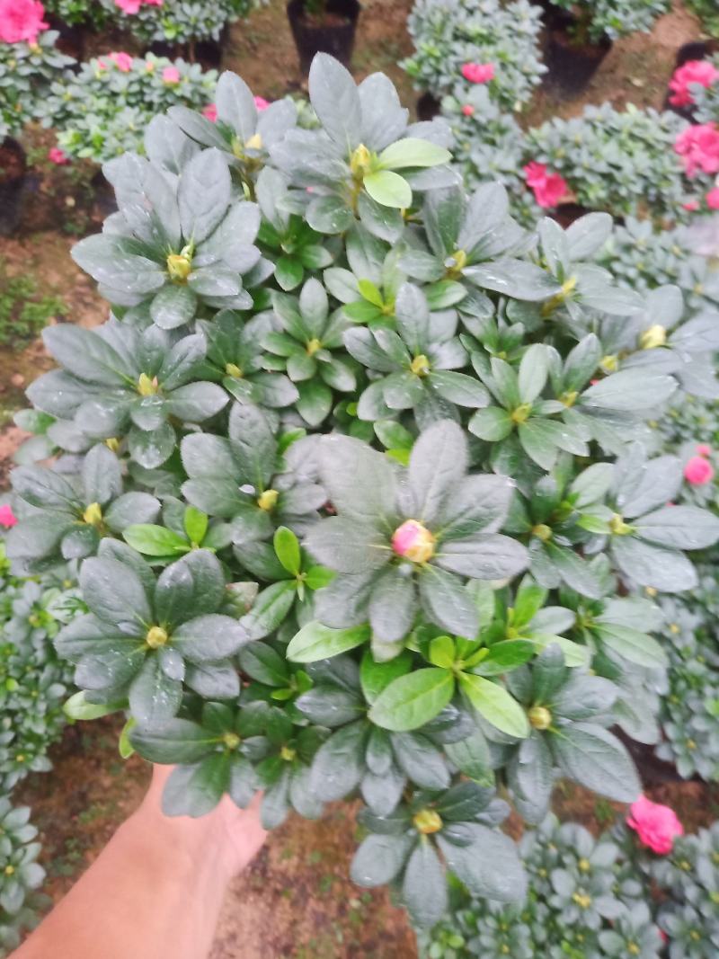 梅红杜鹃190杯盆A货盆绿植盆景花卉四季开花室内基地直销