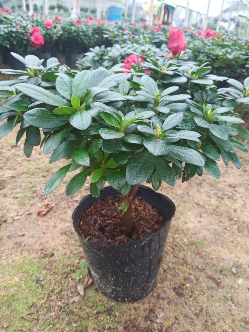 梅红杜鹃190杯盆A货盆绿植盆景花卉四季开花室内基地直销
