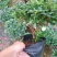 梅红杜鹃190杯盆A货盆绿植盆景花卉四季开花室内基地直销