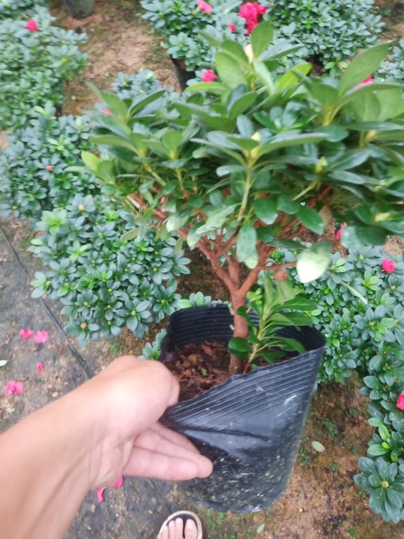 梅红杜鹃190杯盆A货盆绿植盆景花卉四季开花室内基地直销