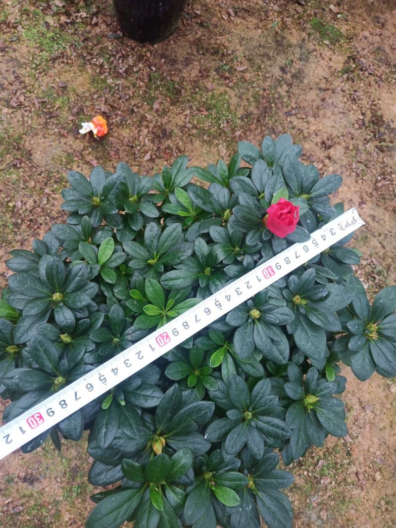 梅红杜鹃190杯盆A货盆绿植盆景花卉四季开花室内基地直销