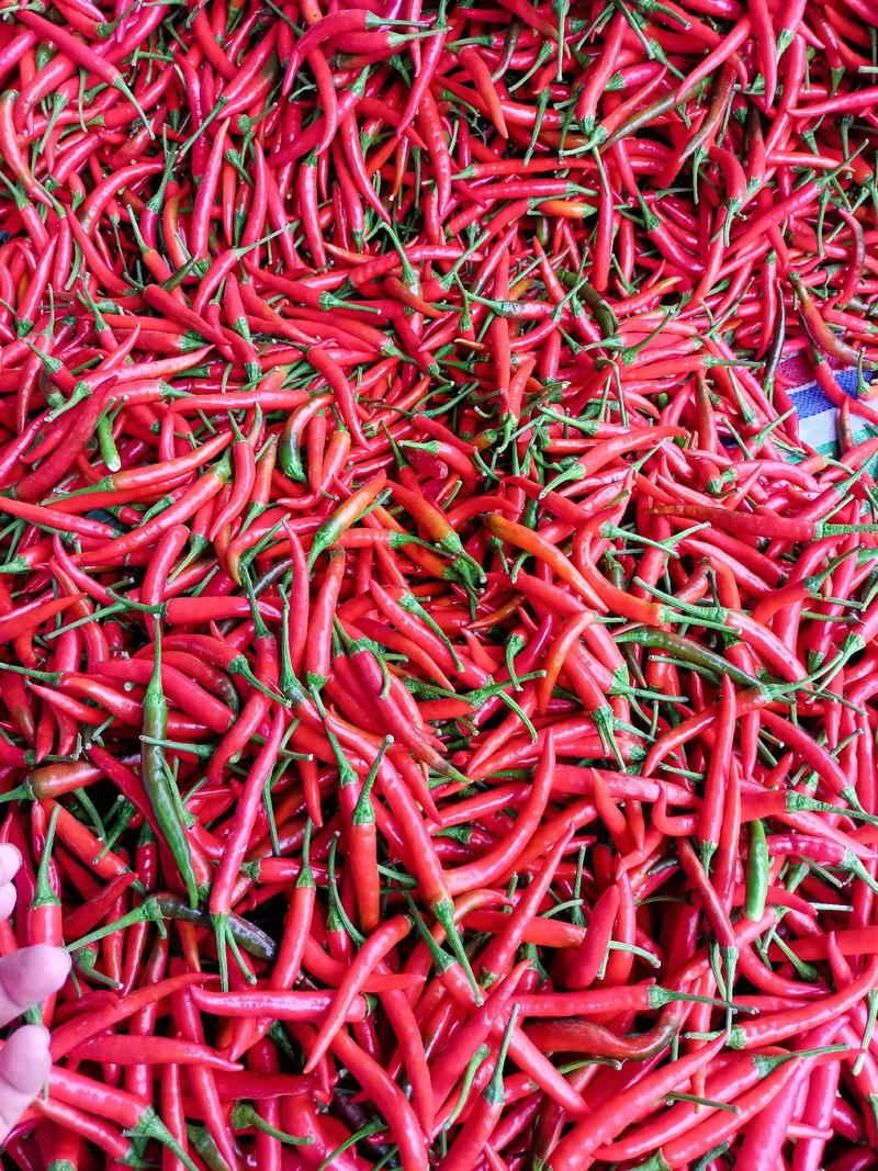 艳红小米辣，鲜椒提供，产地代发，保证质量，价格便宜