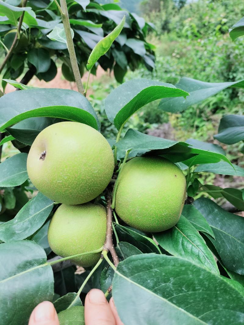 李子翠冠梨黄桃