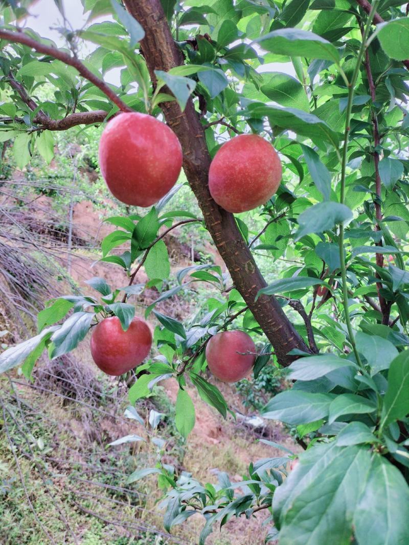 李子翠冠梨黄桃