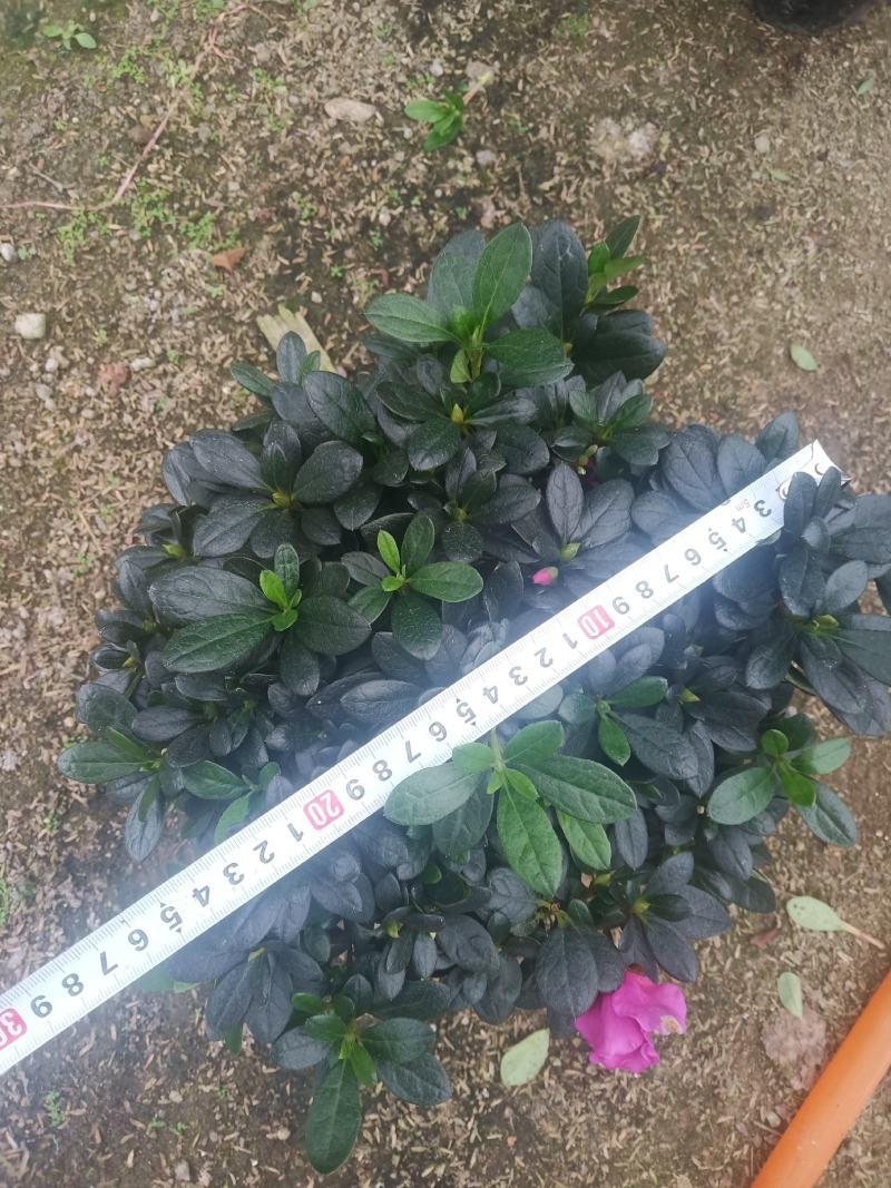 紫色杜鹃180杯盆栽绿植盆景花卉四季开花室内阳台基地直销