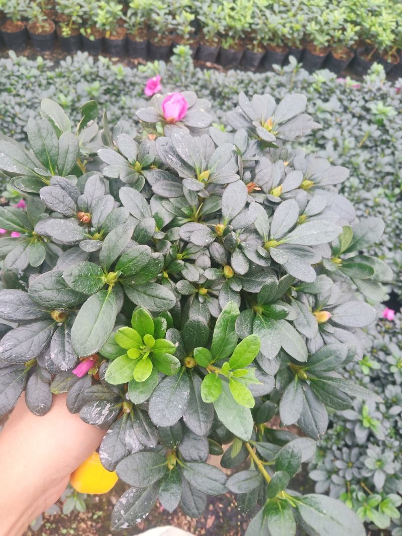 紫色杜鹃180杯盆栽绿植盆景花卉四季开花室内阳台基地直销