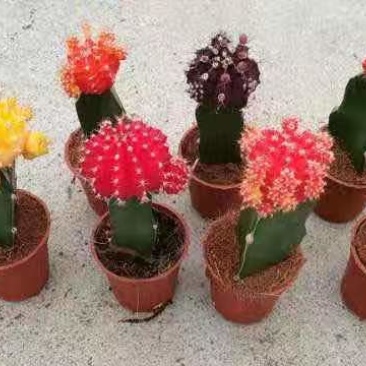 基地现货原盆有根彩球各种颜色大量批发，质量保证