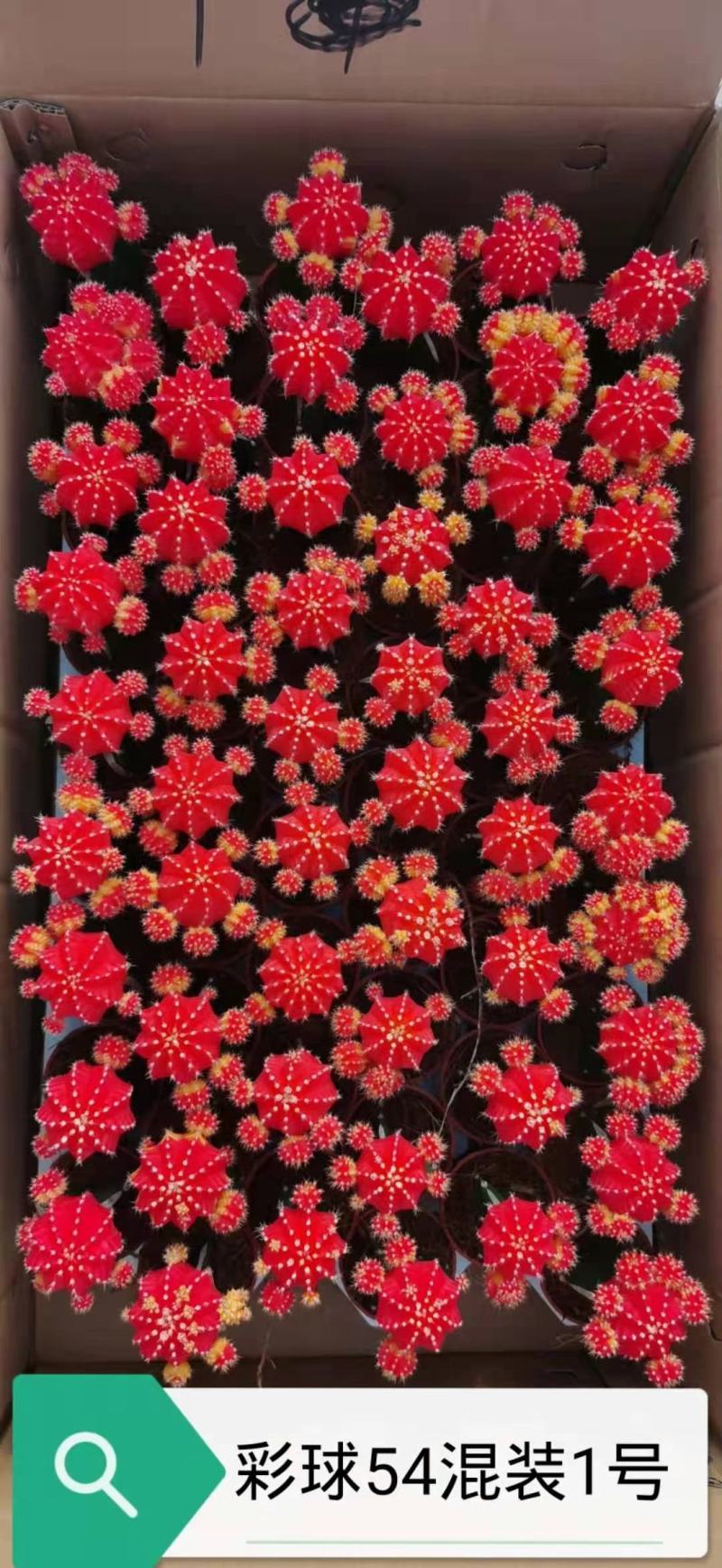 基地现货原盆有根彩球各种颜色大量批发，质量保证