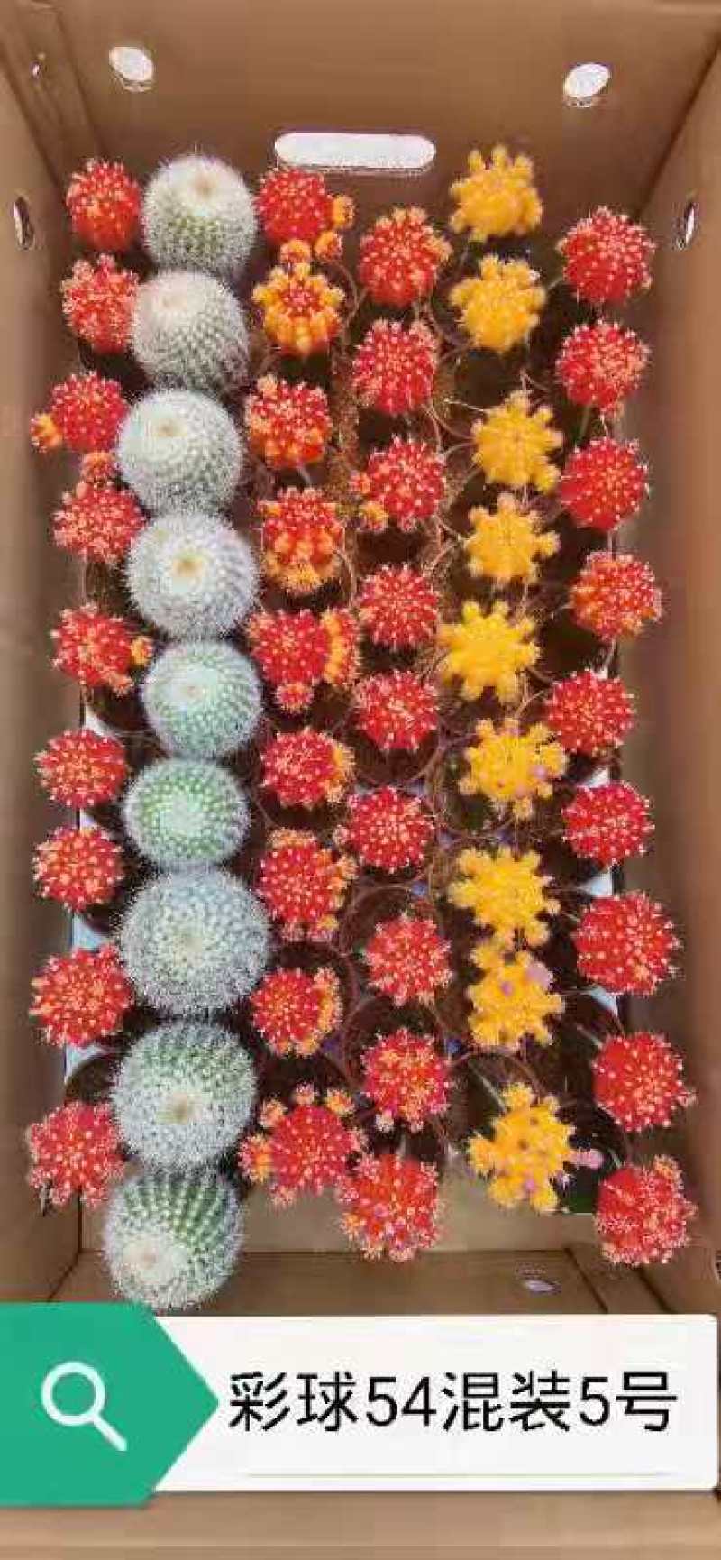 基地现货原盆有根彩球各种颜色大量批发，质量保证