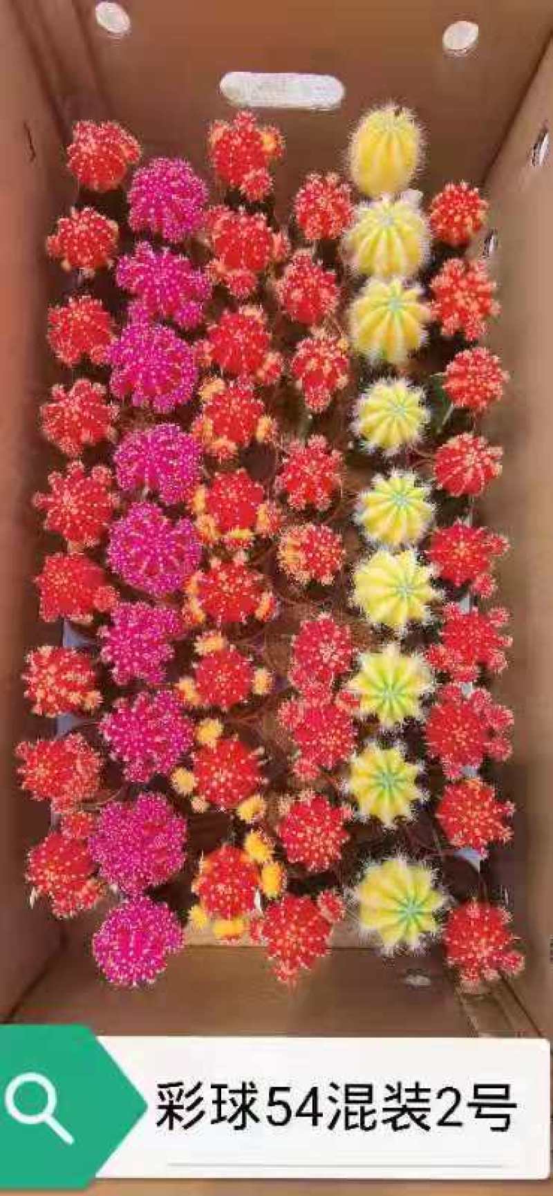 基地现货原盆有根彩球各种颜色大量批发，质量保证