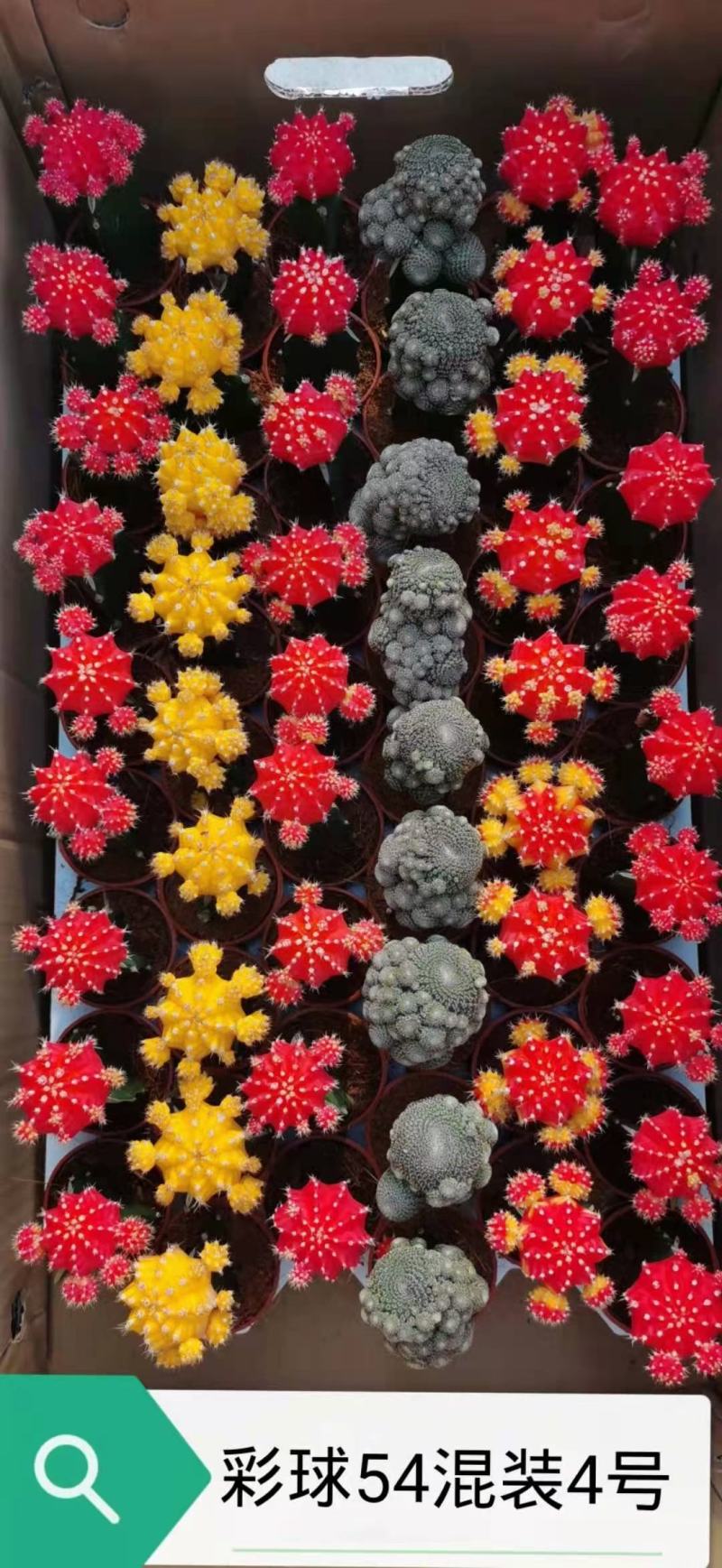 基地现货原盆有根彩球各种颜色大量批发，质量保证