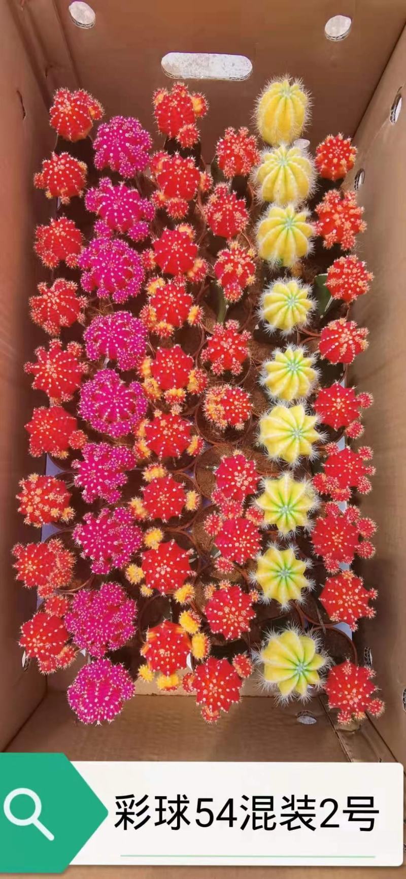基地现货原盆有根彩球各种颜色大量批发，质量保证