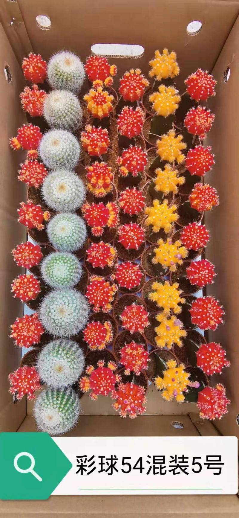 基地现货原盆有根彩球各种颜色大量批发，质量保证