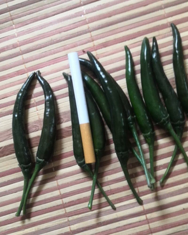 艳红小米椒基地大量上市果大椒体硬颜色好