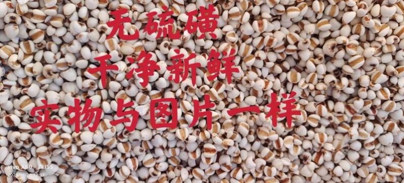 薏仁米、小薏仁、精选、新鲜干净无杂质、大量批发、包邮