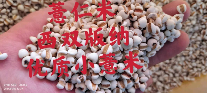 薏仁米、小薏仁、精选、新鲜干净无杂质、大量批发、包邮