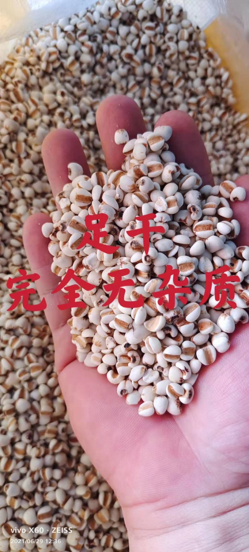 薏仁米、小薏仁、精选、新鲜干净无杂质、大量批发、包邮