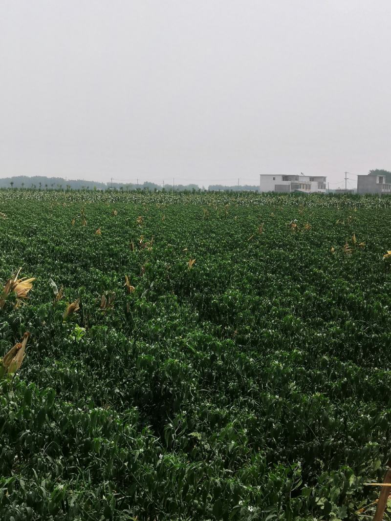 艳红小米椒基地大量上市果大椒体硬颜色好