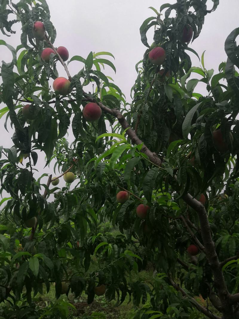辽宁绥中高山精品春雪毛桃大量上市中