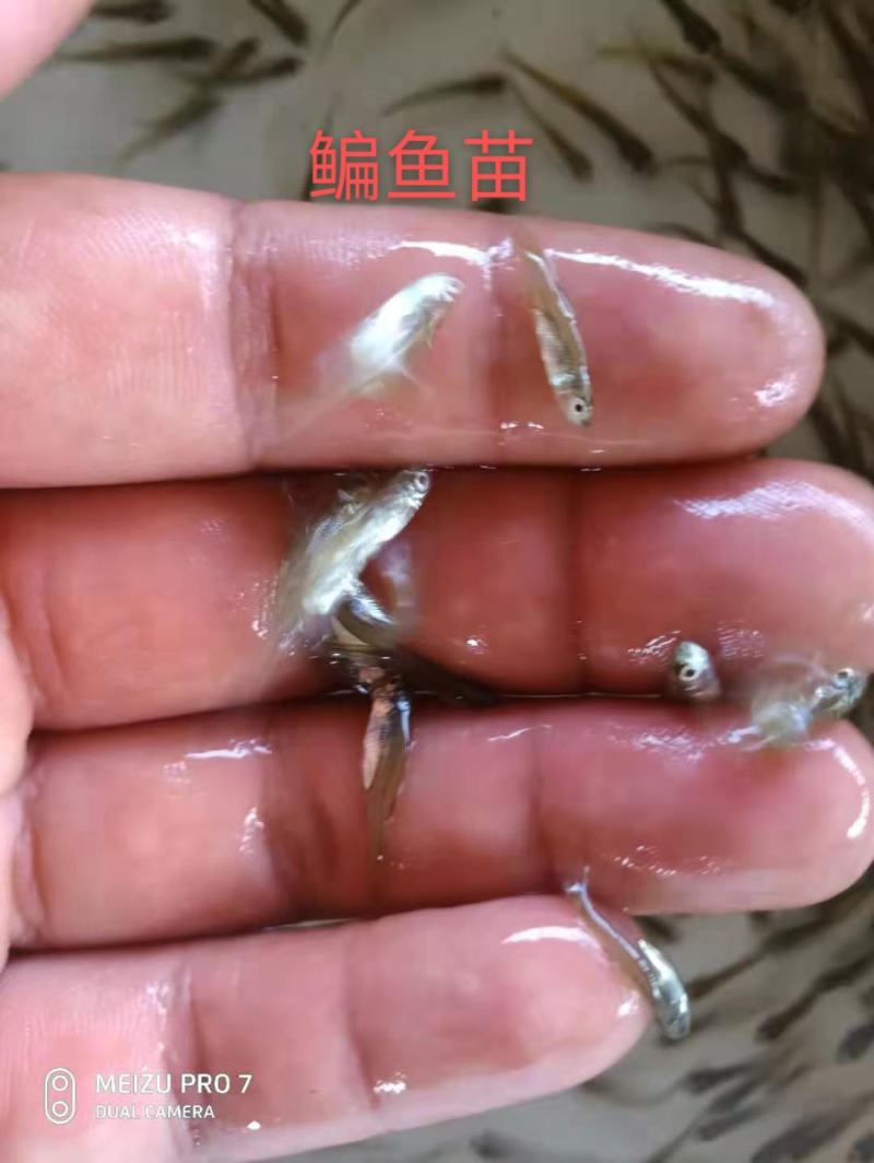 大量出售鳊鱼夏花苗（武昌鱼苗）