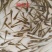 大量出售鳊鱼夏花苗（武昌鱼苗）