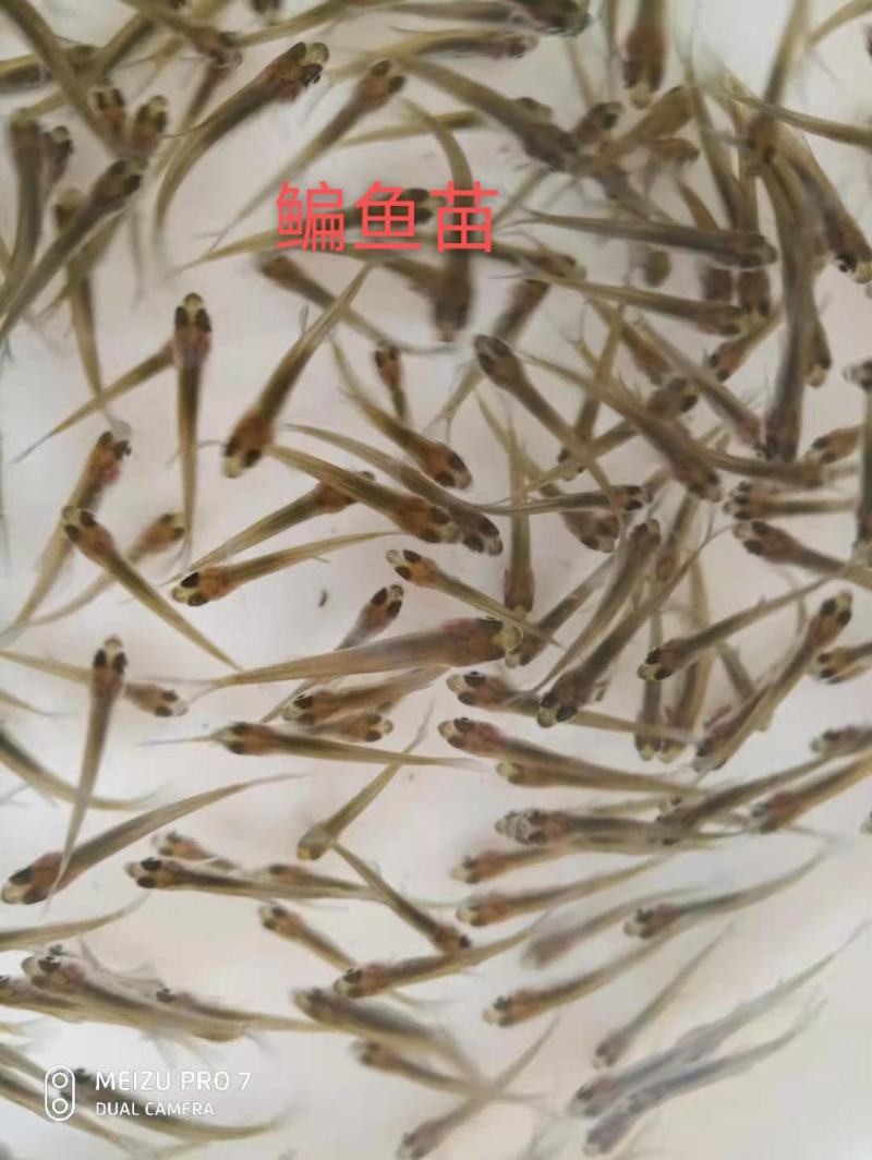 大量出售鳊鱼夏花苗（武昌鱼苗）