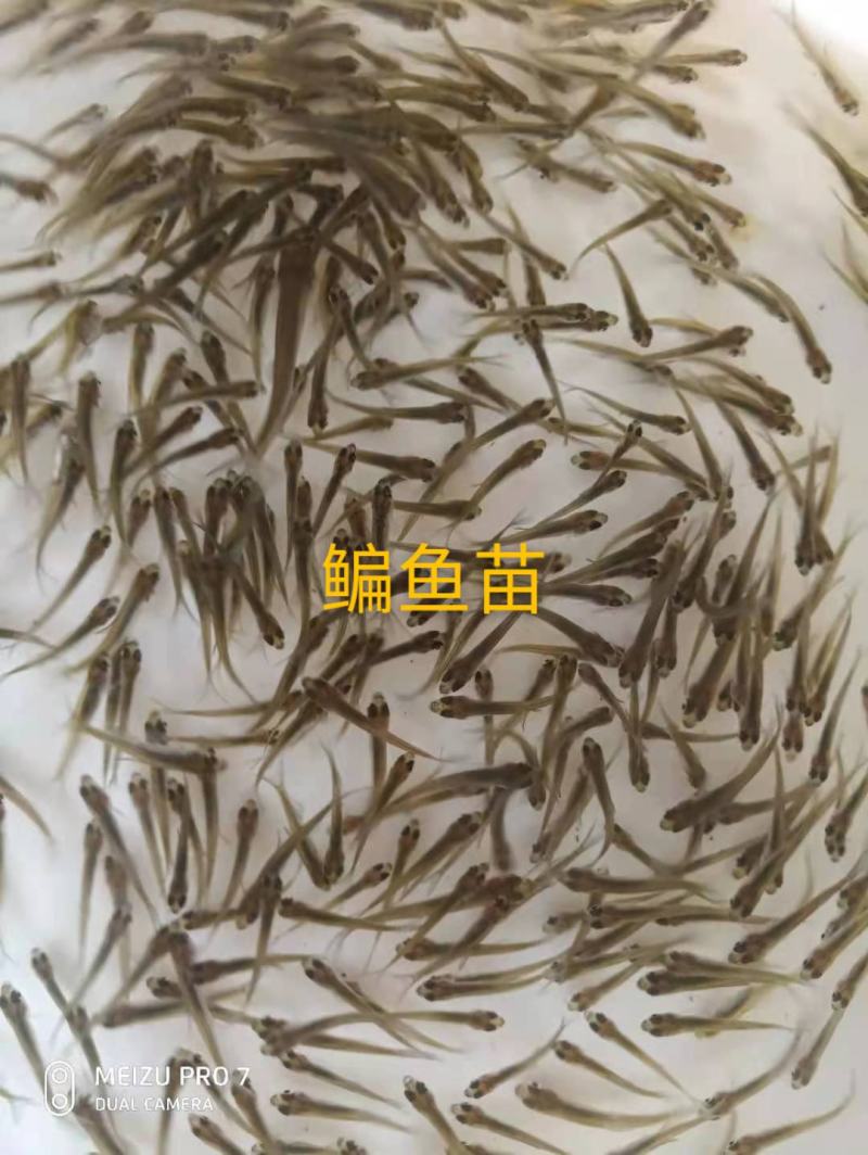 大量出售鳊鱼夏花苗（武昌鱼苗）