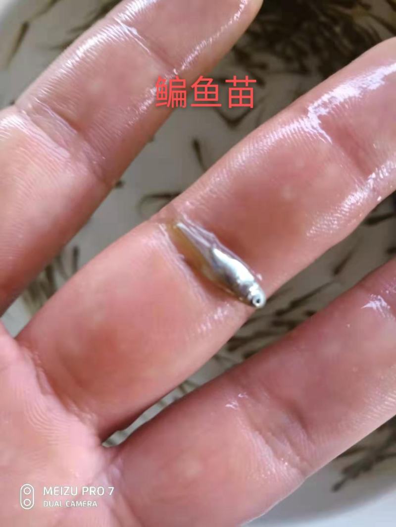 大量出售鳊鱼夏花苗（武昌鱼苗）