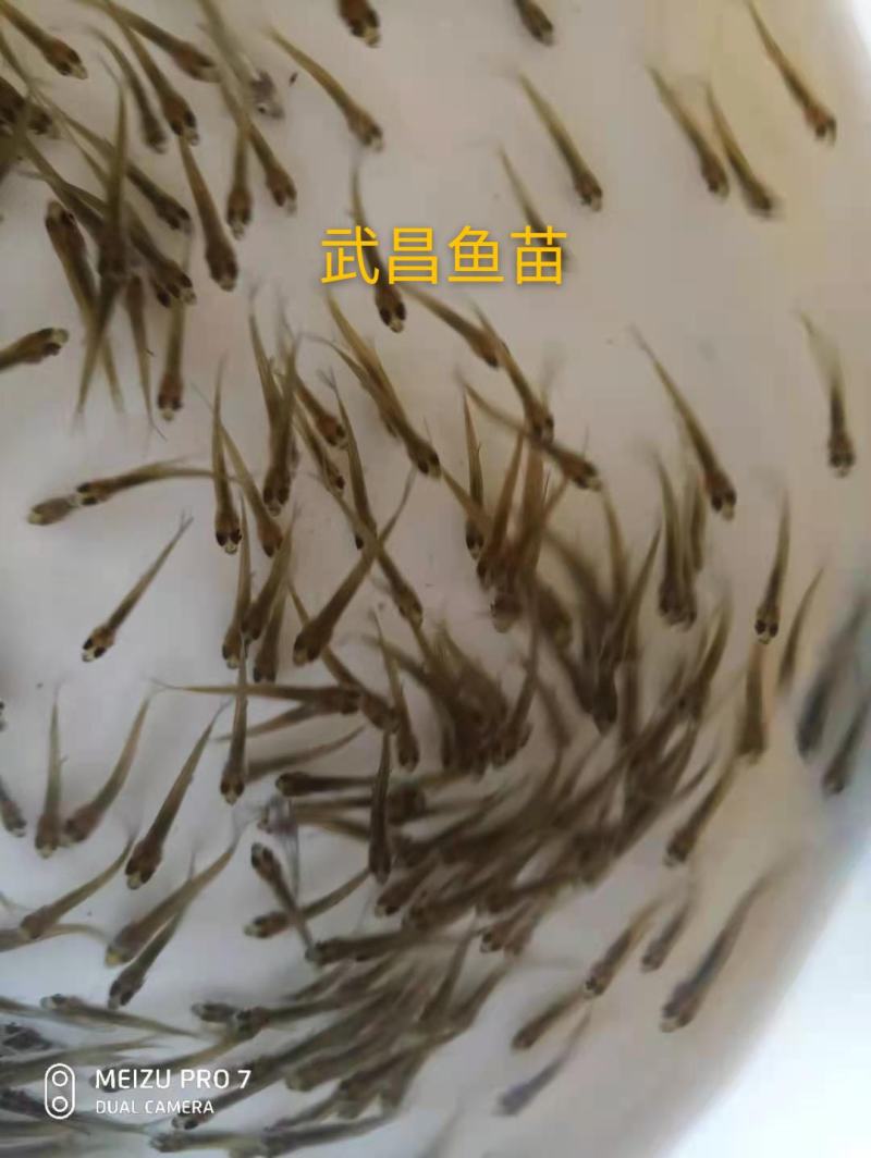 大量出售鳊鱼夏花苗（武昌鱼苗）