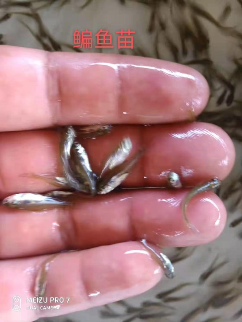 大量出售鳊鱼夏花苗（武昌鱼苗）