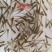 大量出售鳊鱼夏花苗（武昌鱼苗）