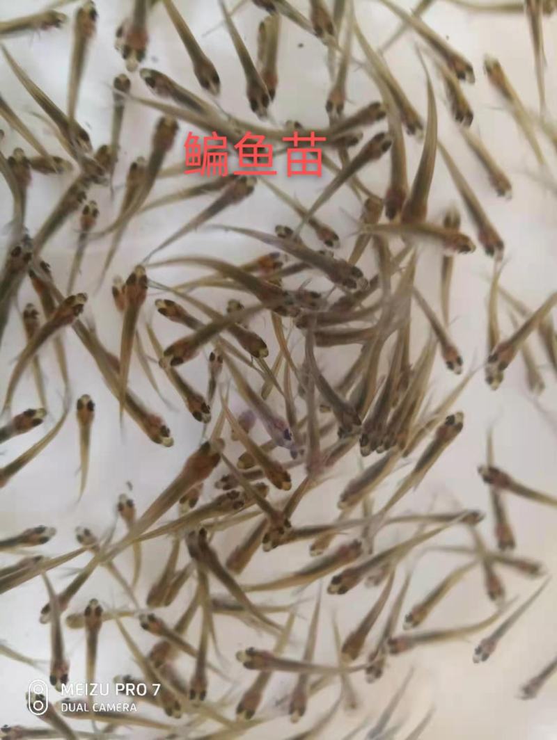 大量出售鳊鱼夏花苗（武昌鱼苗）
