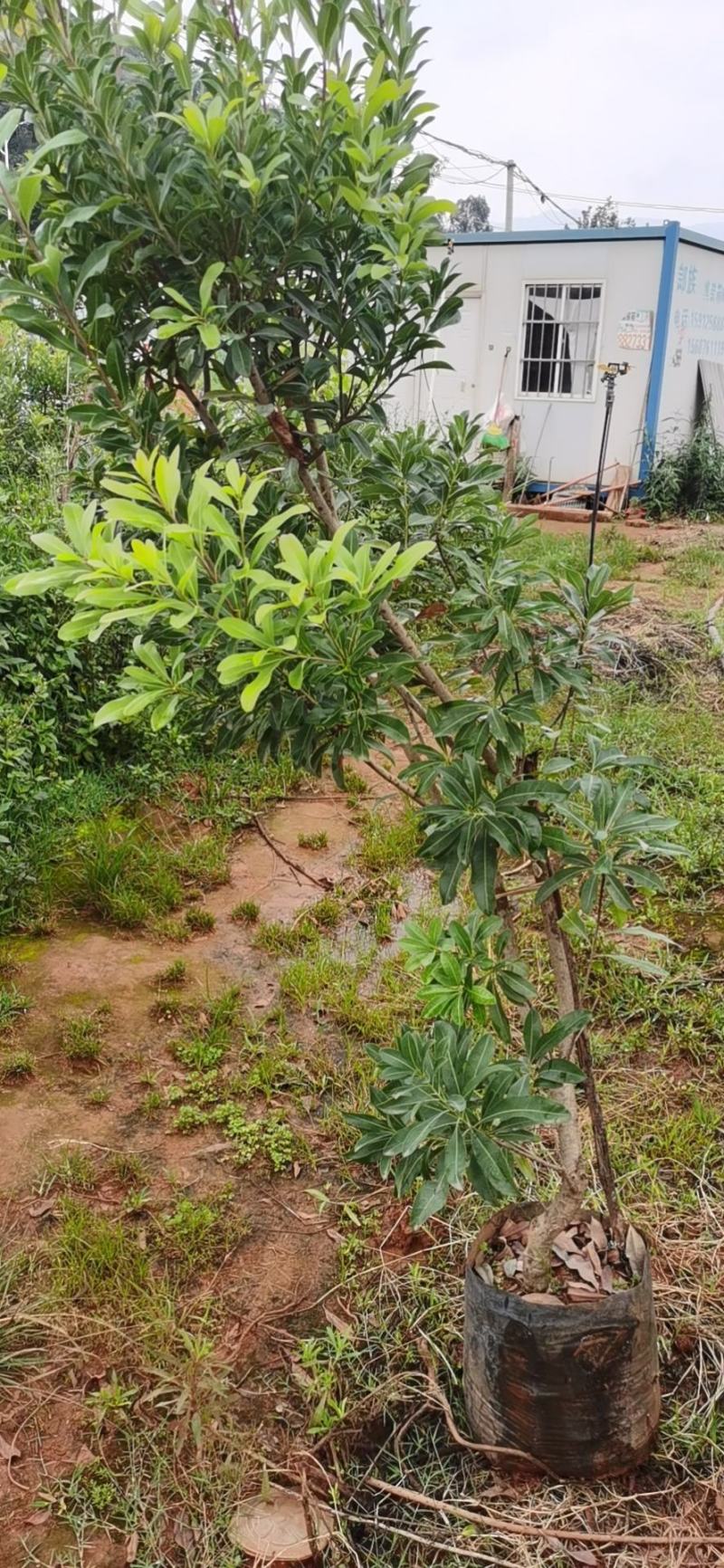 精品杨梅树袋苗苗圃直供