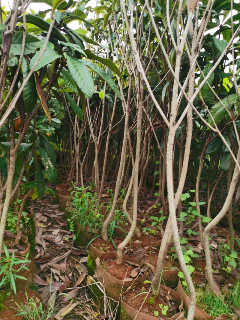精品枇杷树苗苗圃直售，