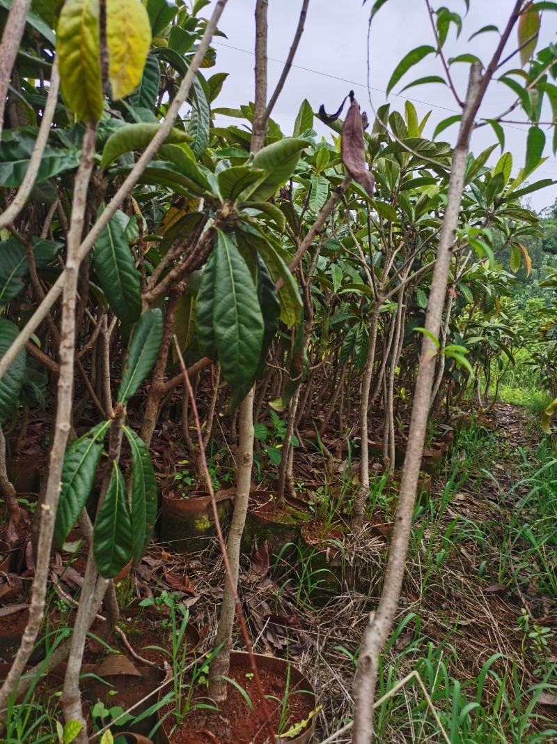 精品枇杷树苗苗圃直售，