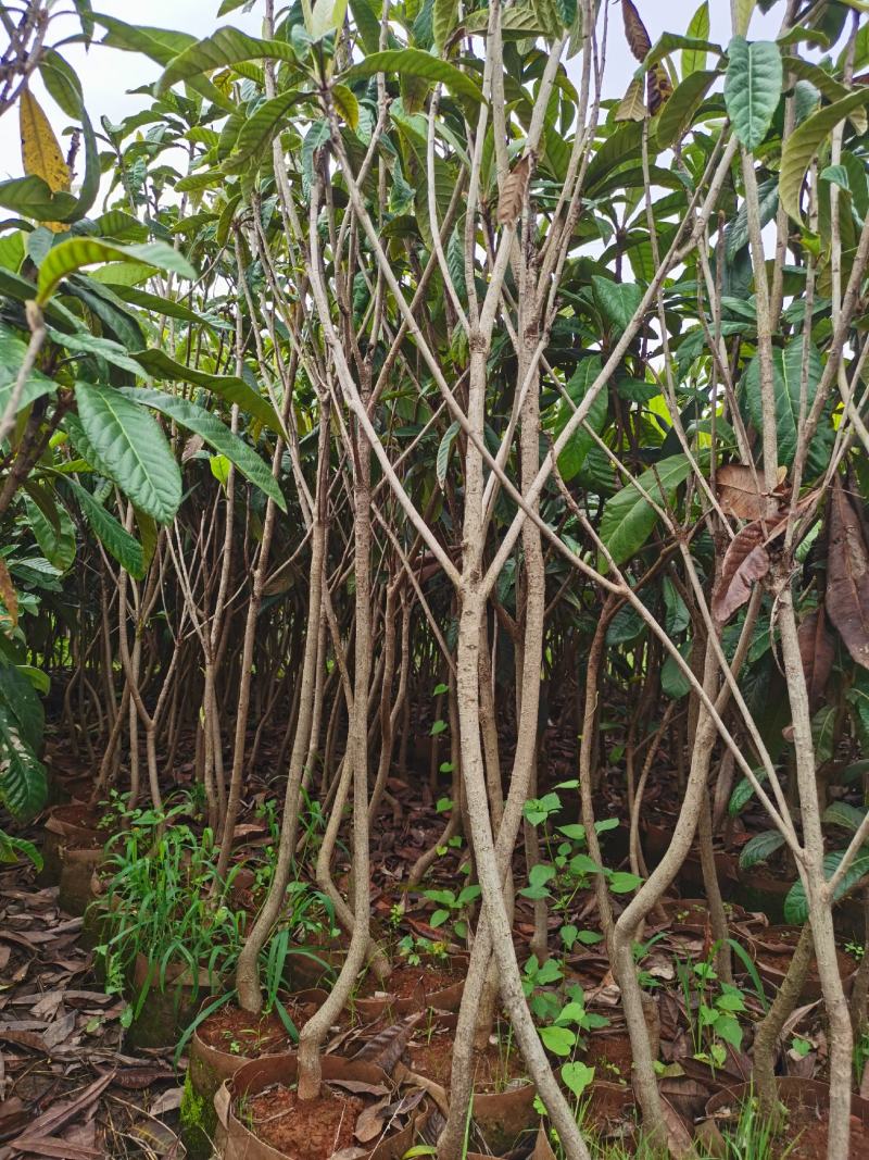 精品枇杷树苗苗圃直售，