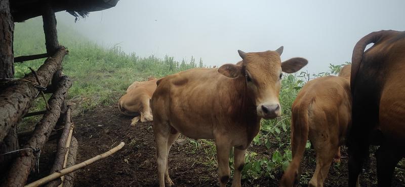 贵州本地散养黄牛农户养殖一手货源直发量大价优