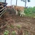 贵州本地散养黄牛农户养殖一手货源直发量大价优
