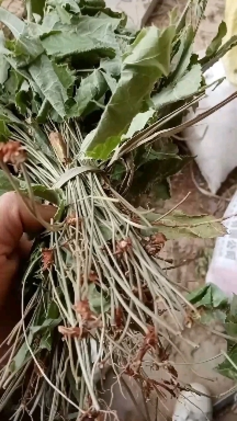 正品柔毛淫羊藿产地直发高含量干度好